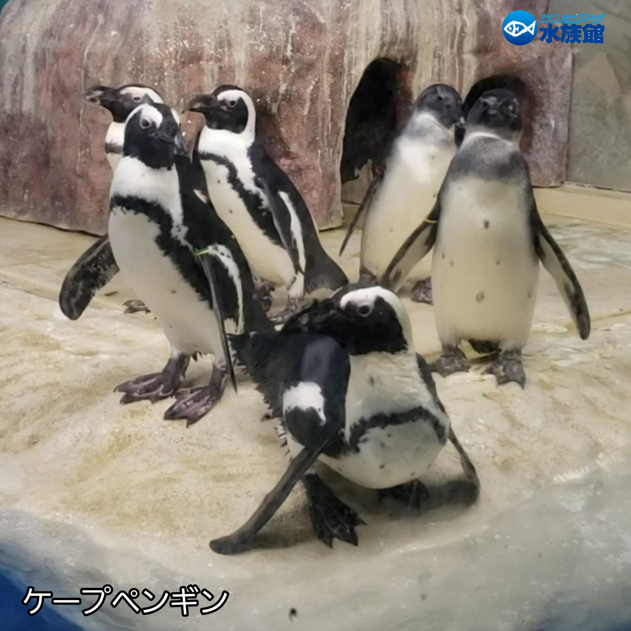 クチコミ : サンピアザ水族館 - 札幌市厚別区厚別中央二条/水族館 | Yahoo!マップ