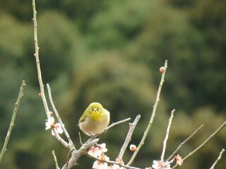 幕山公園のクチコミ写真2