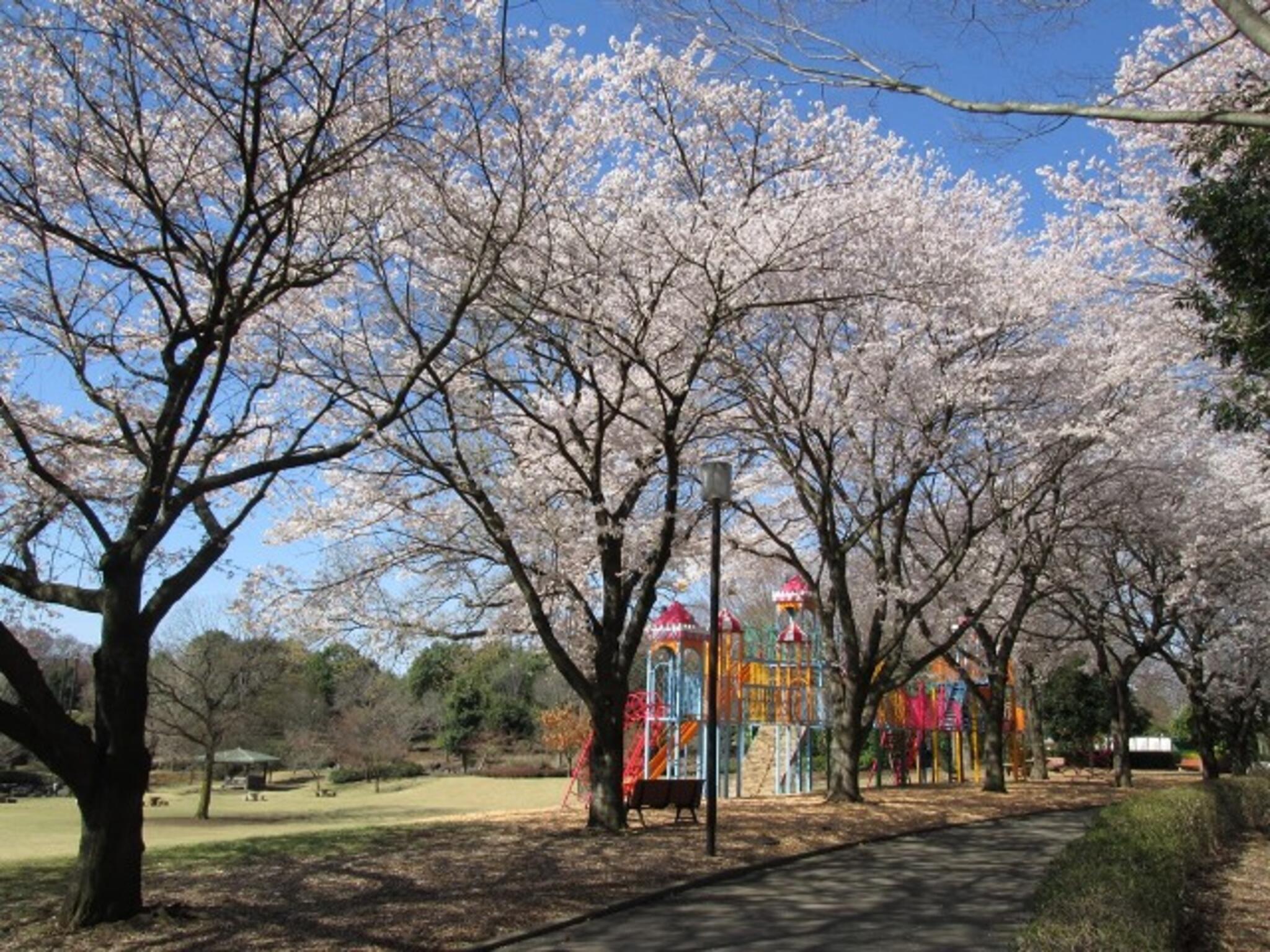 壬生町総合公園の代表写真6