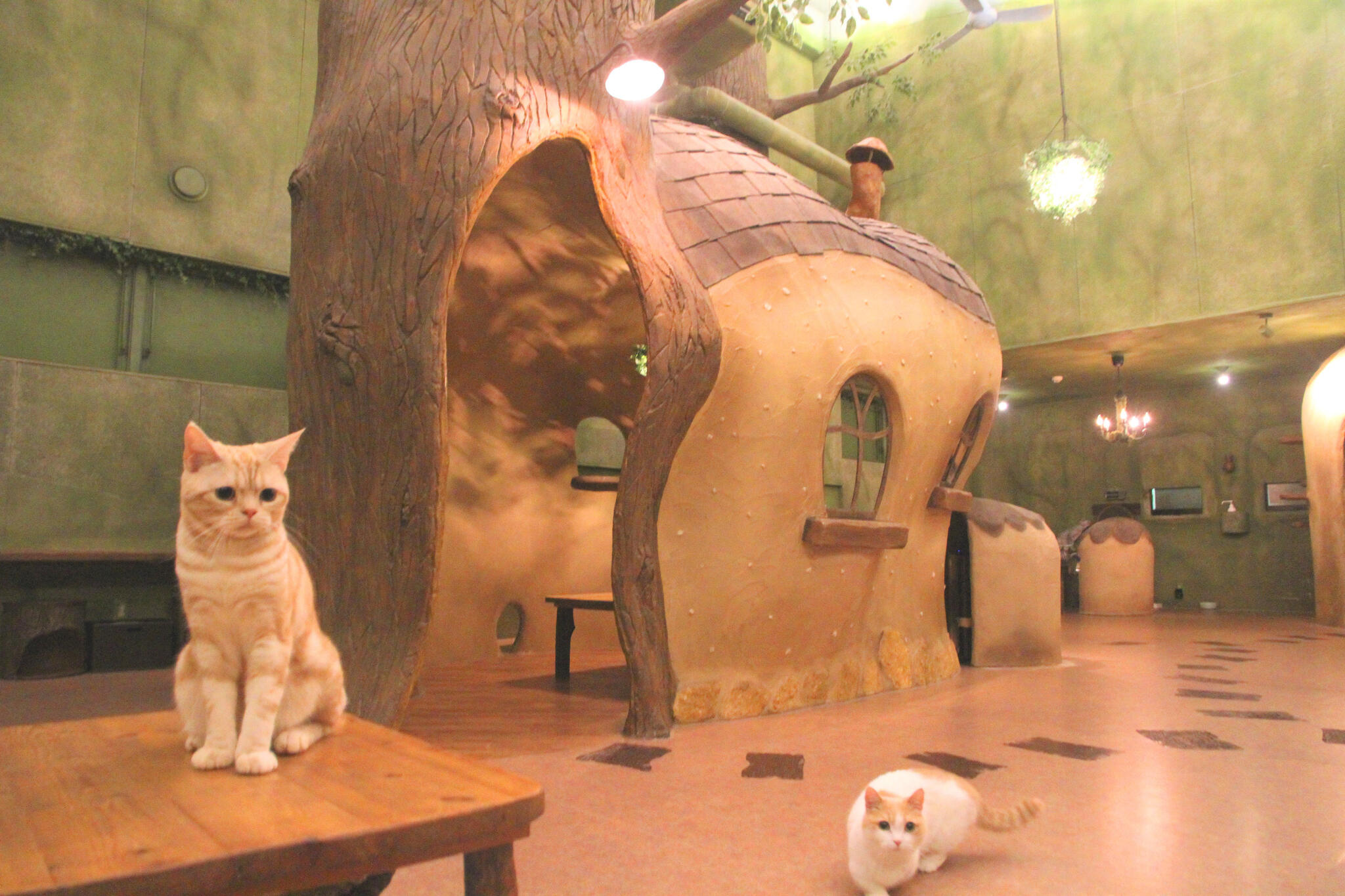 Cat Cafe てまりのおうちの代表写真1