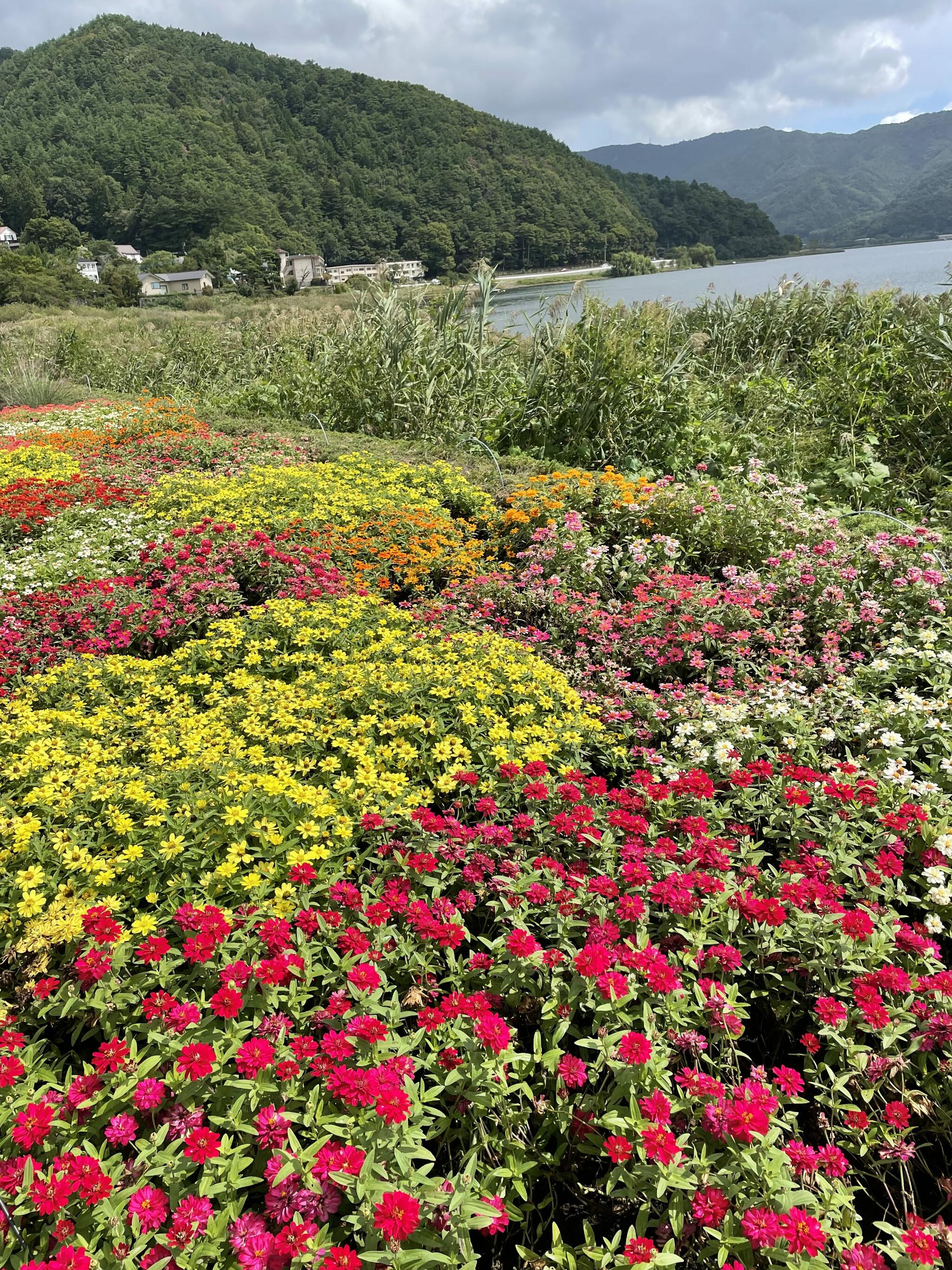 ハーブ庭園旅日記・富士河口湖庭園の代表写真1