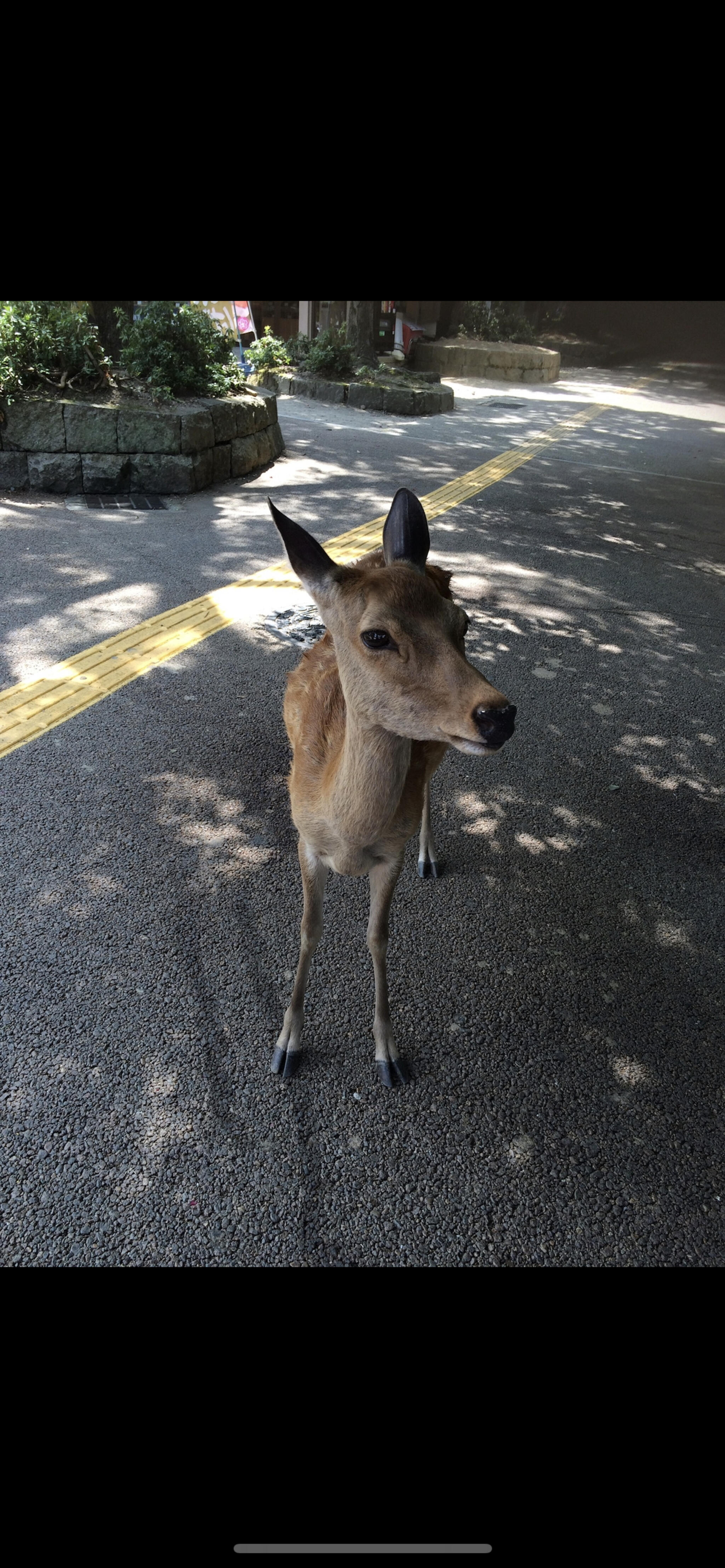 奈良公園の代表写真5