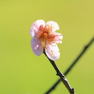 神代植物公園の写真2