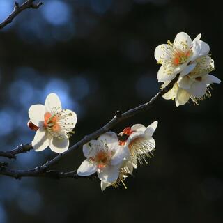 神代植物公園の写真6