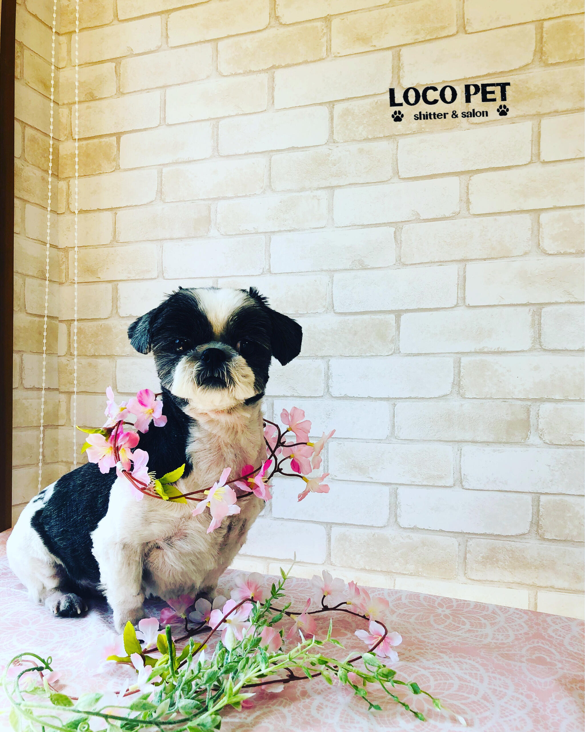 LOCO PET sitter＆salonの代表写真3