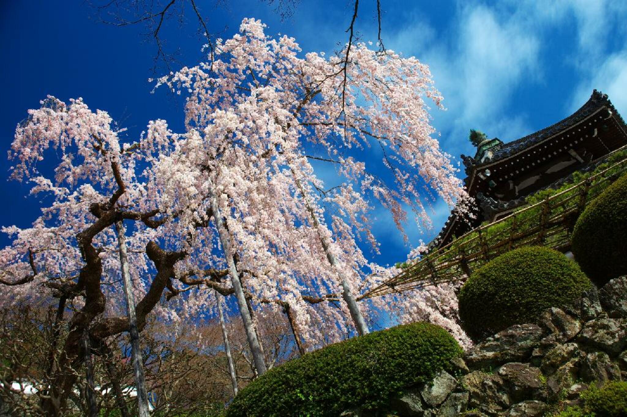 善峯寺の代表写真3