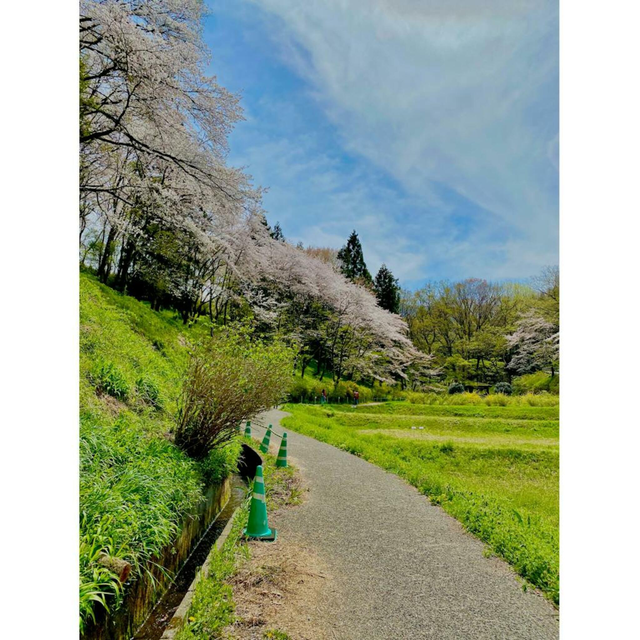 羊山公園の代表写真10