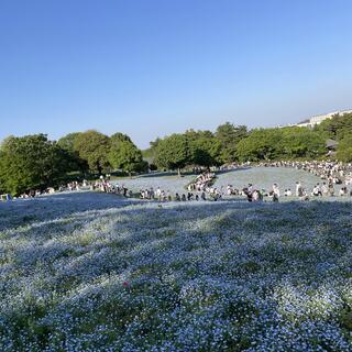 国営昭和記念公園の写真23