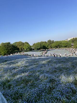 国営昭和記念公園のクチコミ写真2