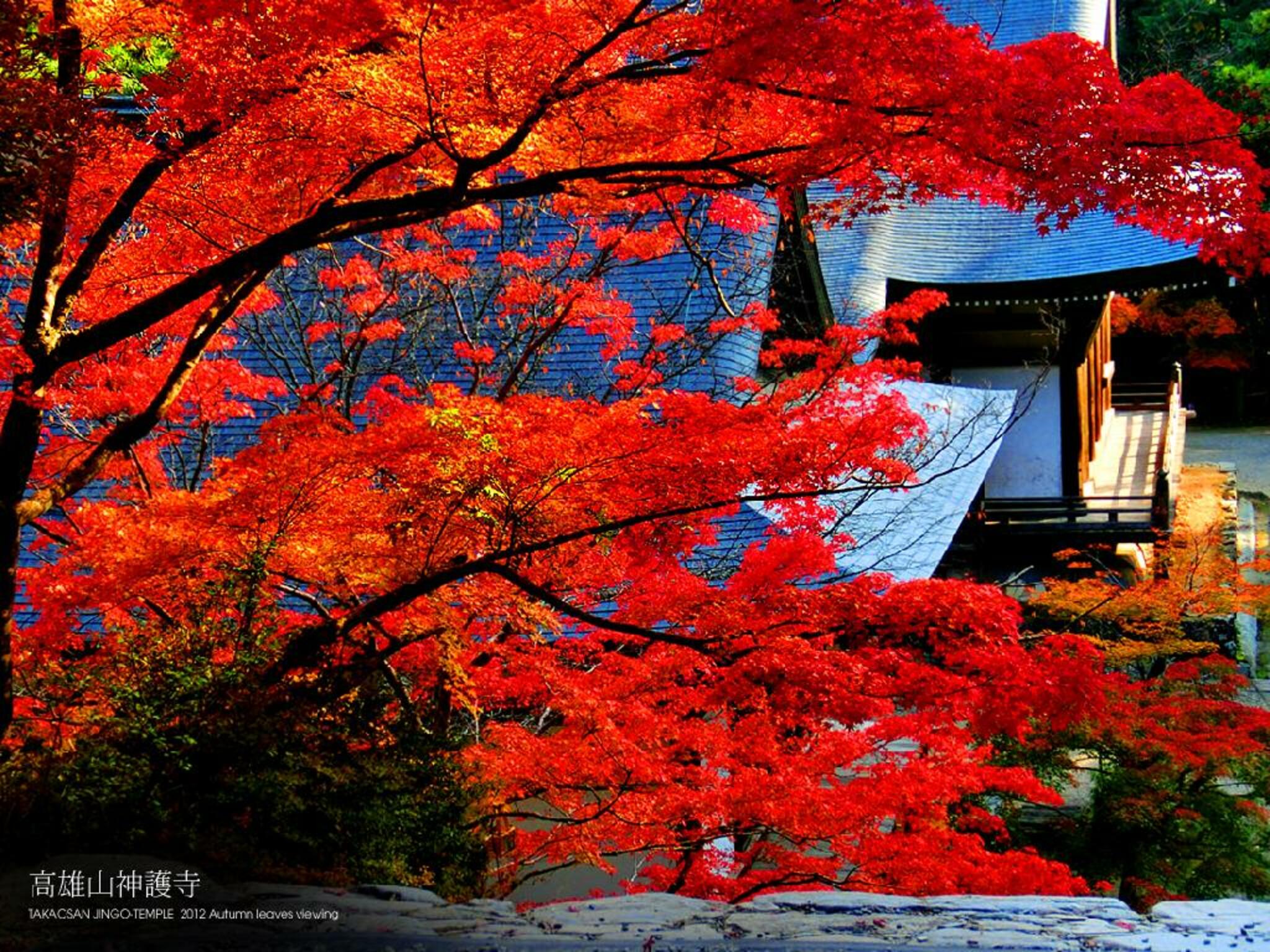 高雄山神護寺の代表写真1