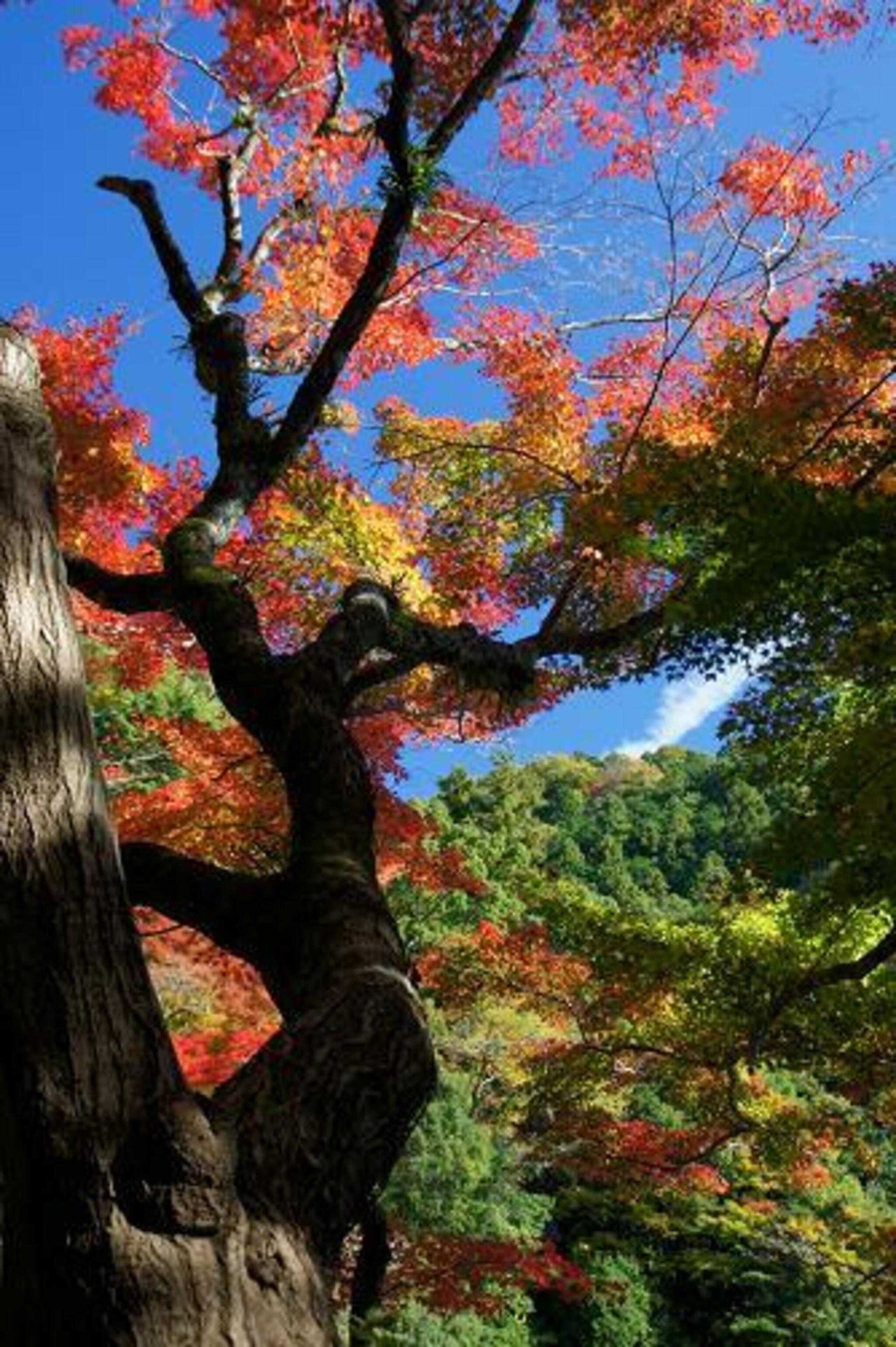 白滝公園の代表写真3