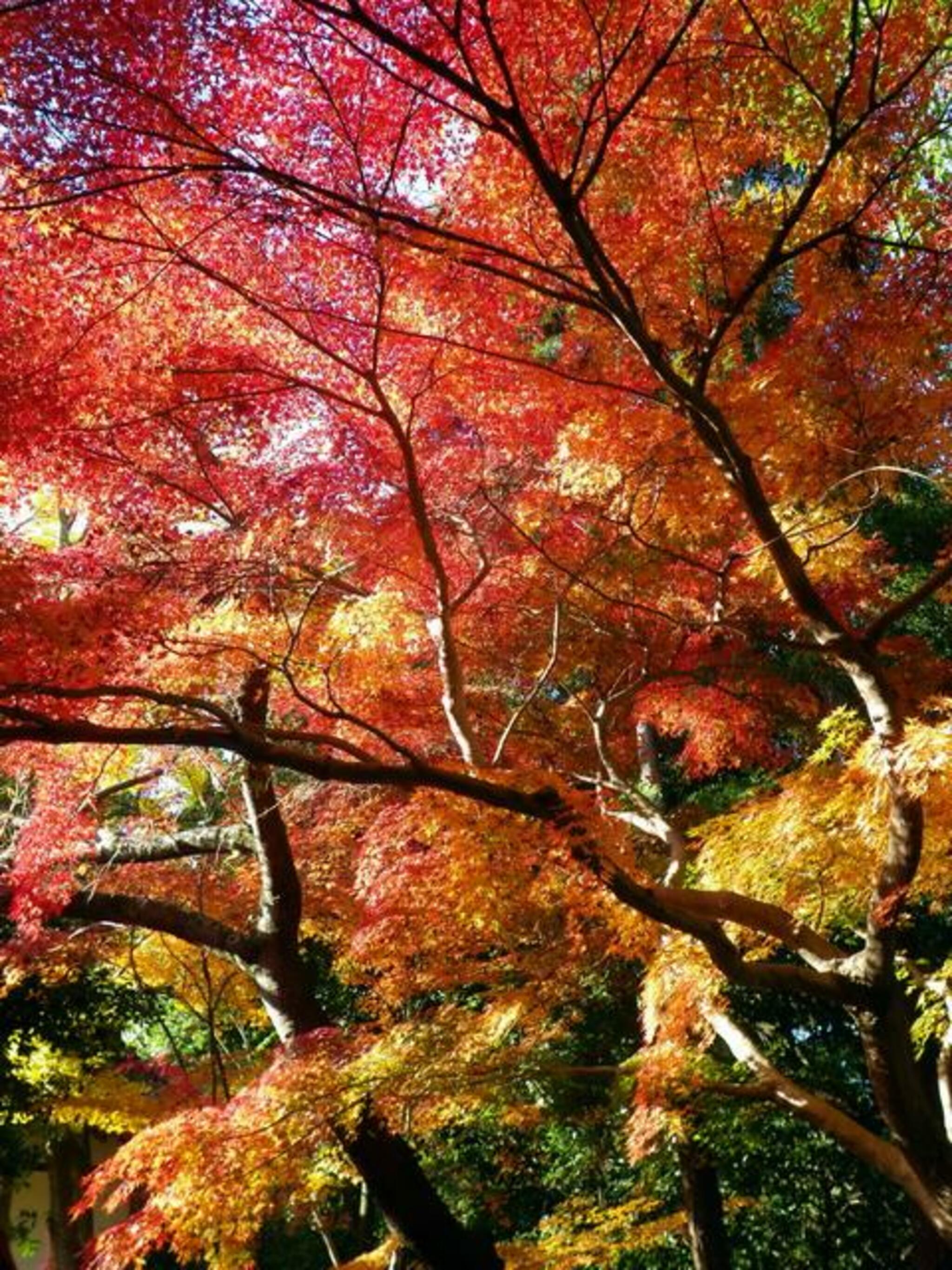 西山浄土宗総本山 光明寺の代表写真4