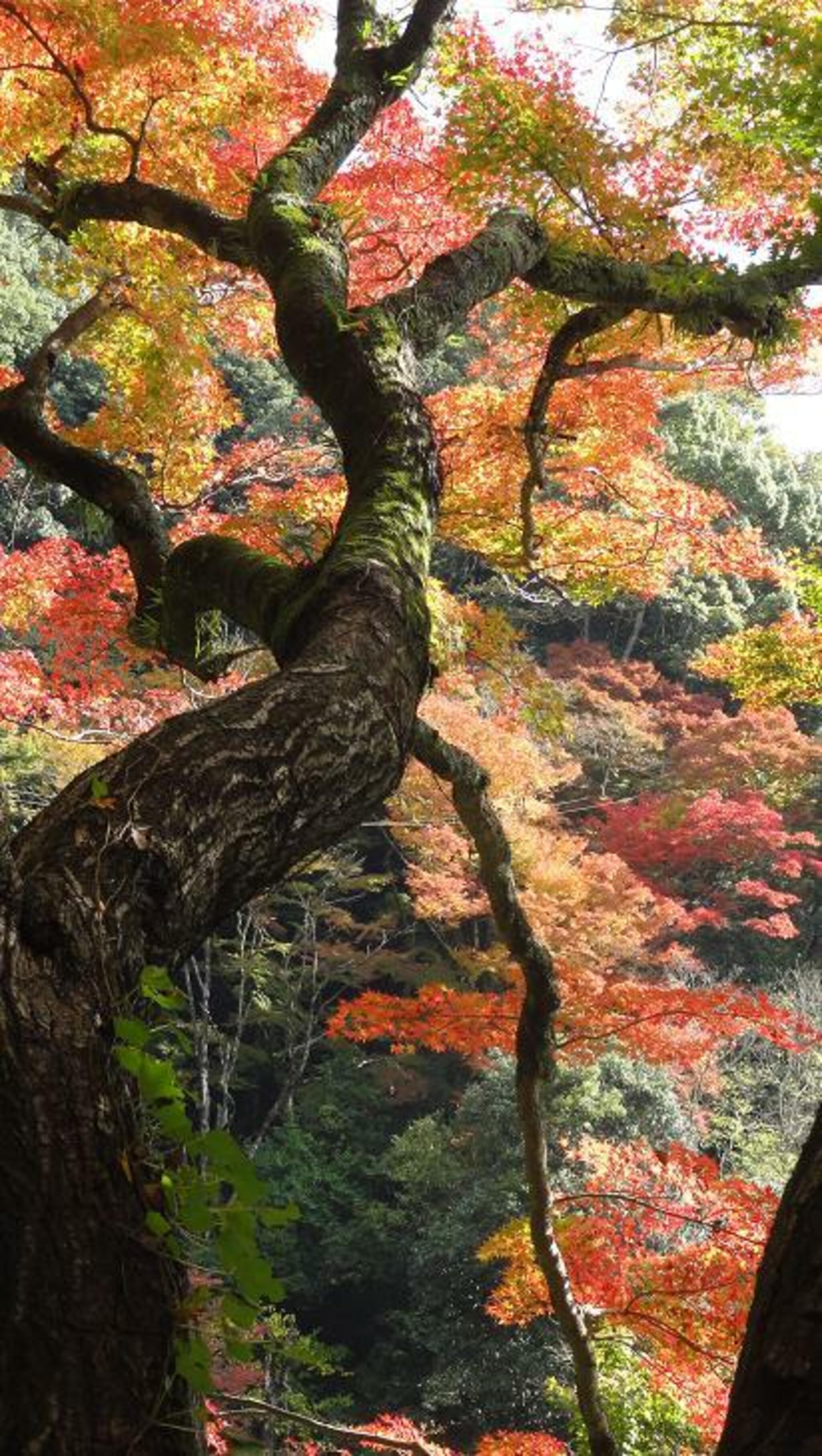 白滝公園の代表写真7