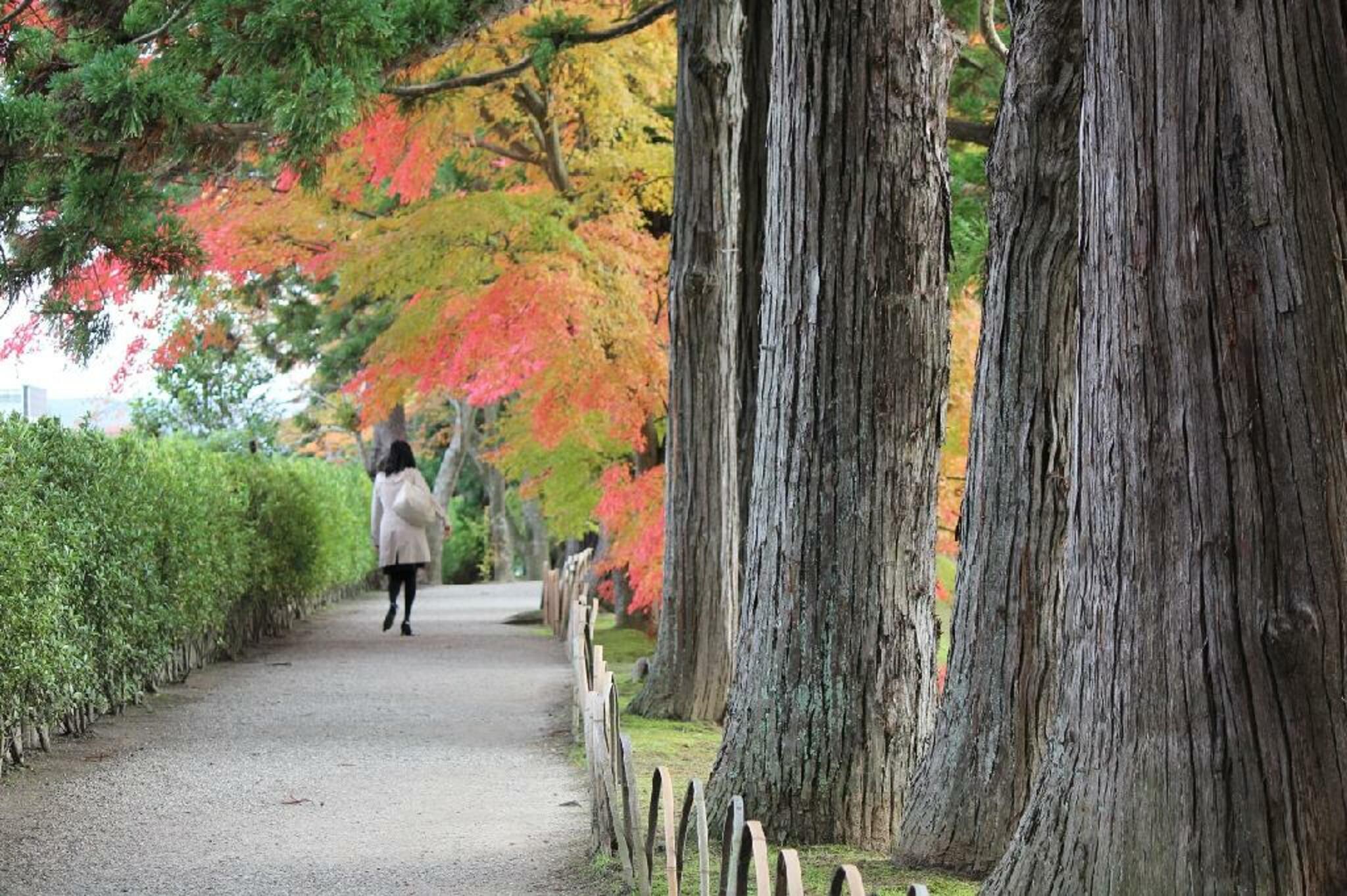 毛越寺菖蒲園の代表写真6