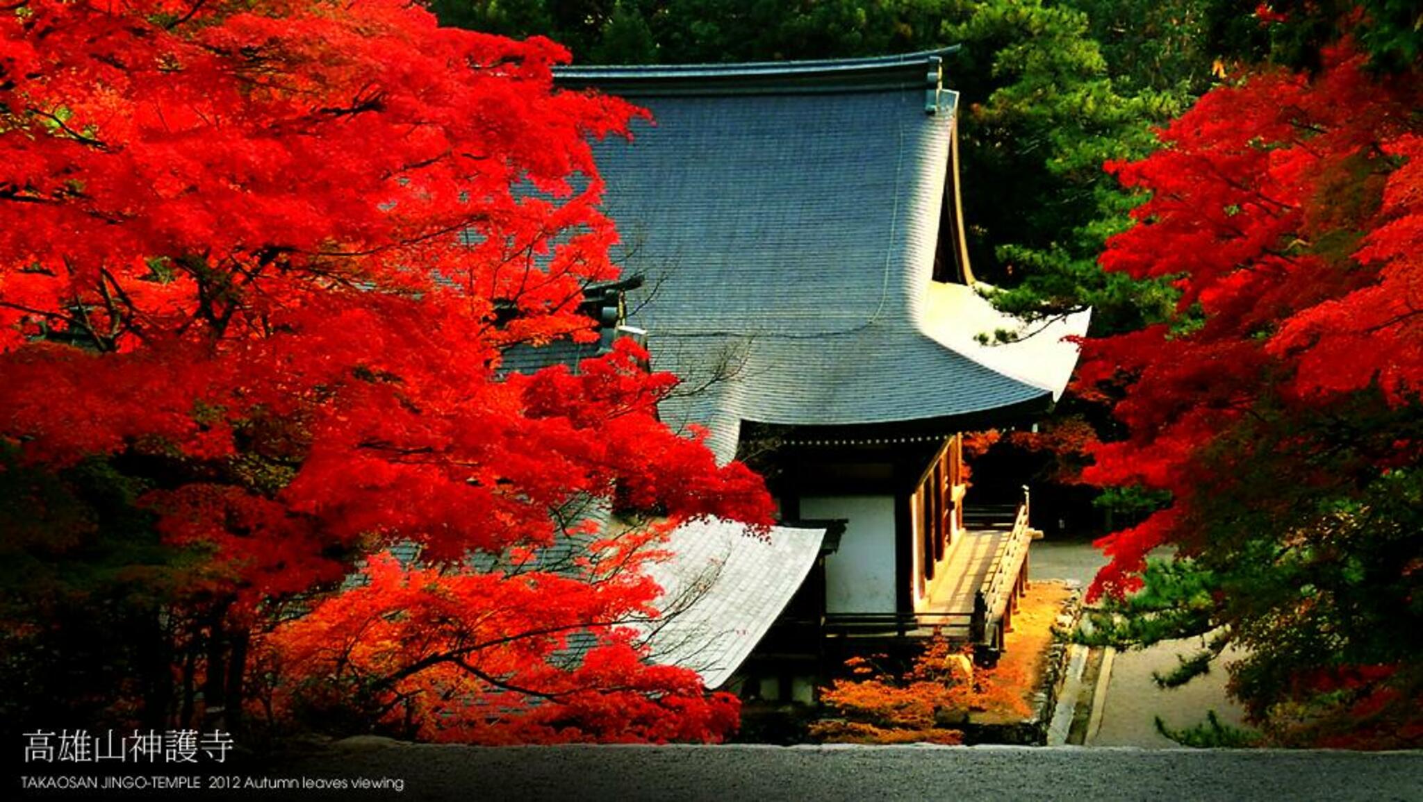 高雄山神護寺の代表写真5