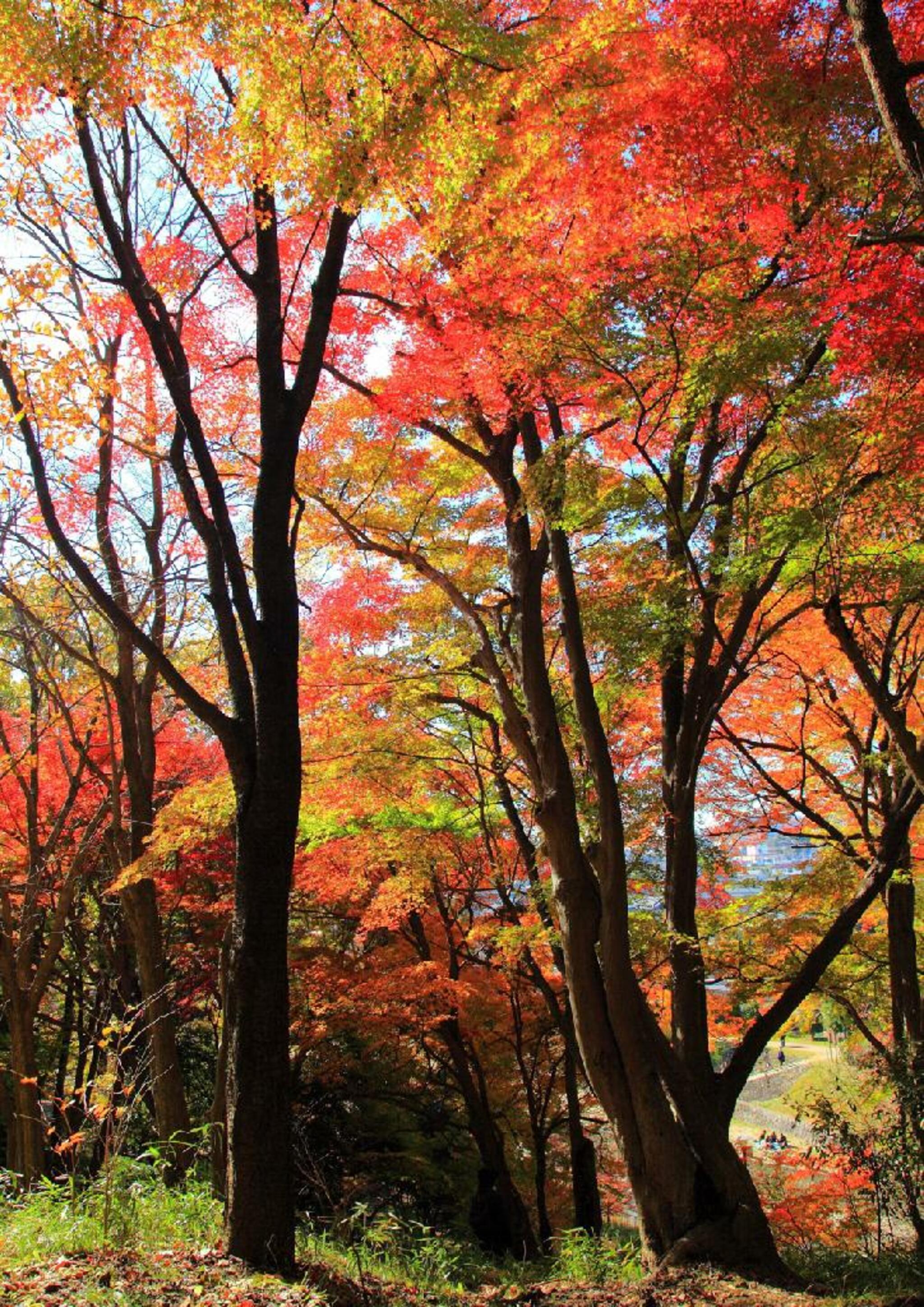 奈良県立竜田公園の代表写真3