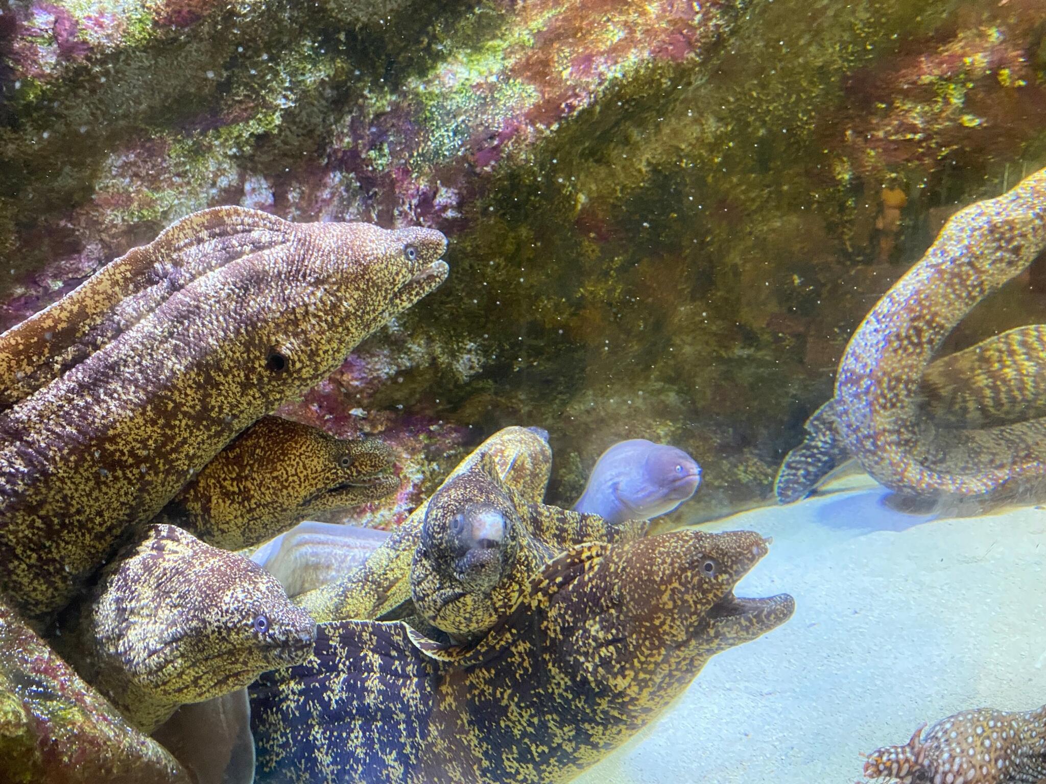 わくわく海中水族館シードーナツの代表写真6