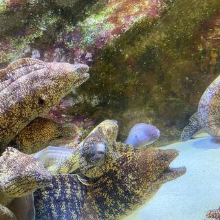 わくわく海中水族館シードーナツの写真6