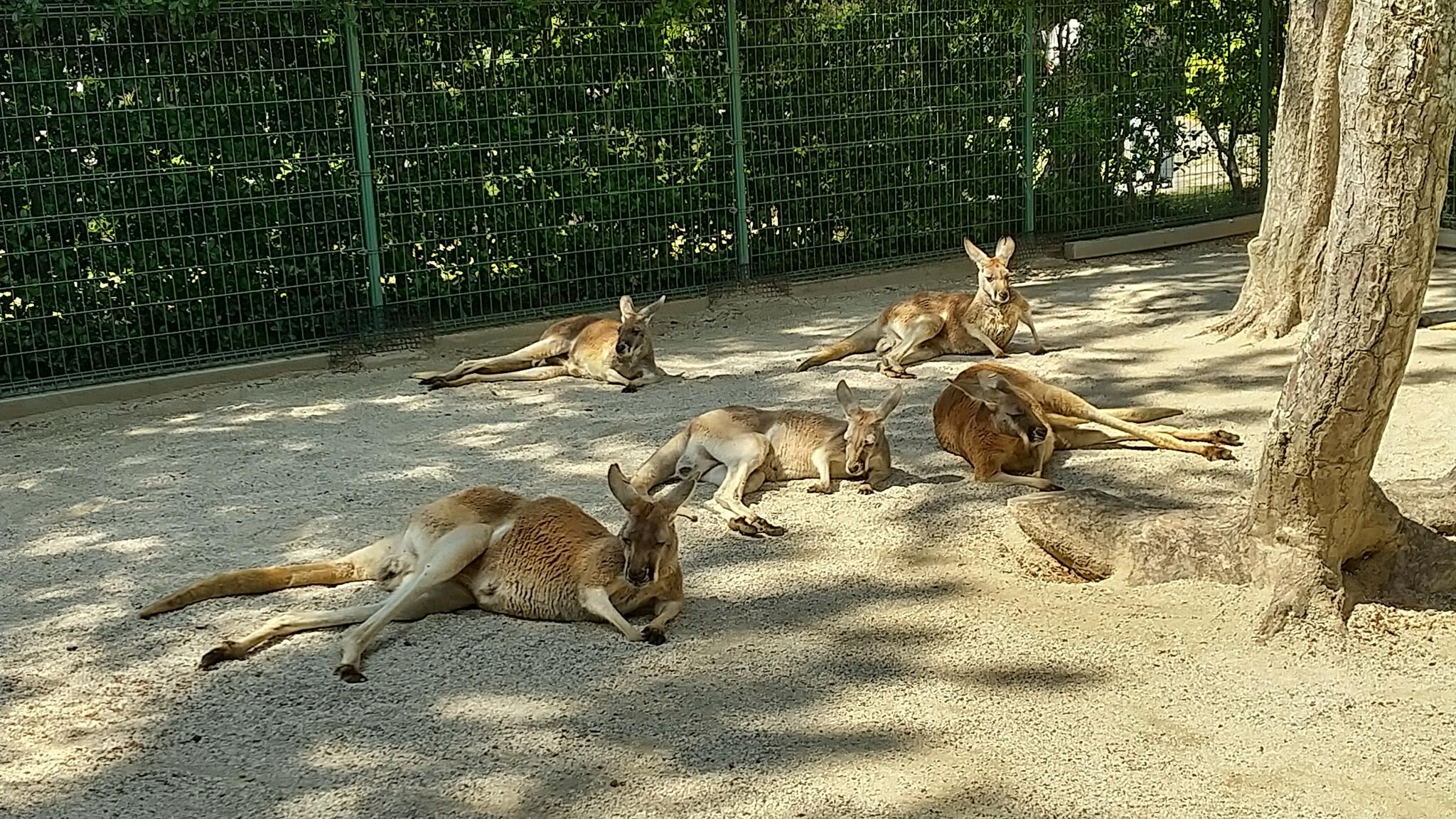 国営海の中道海浜公園の代表写真10