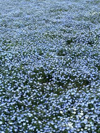 国営海の中道海浜公園のクチコミ写真2