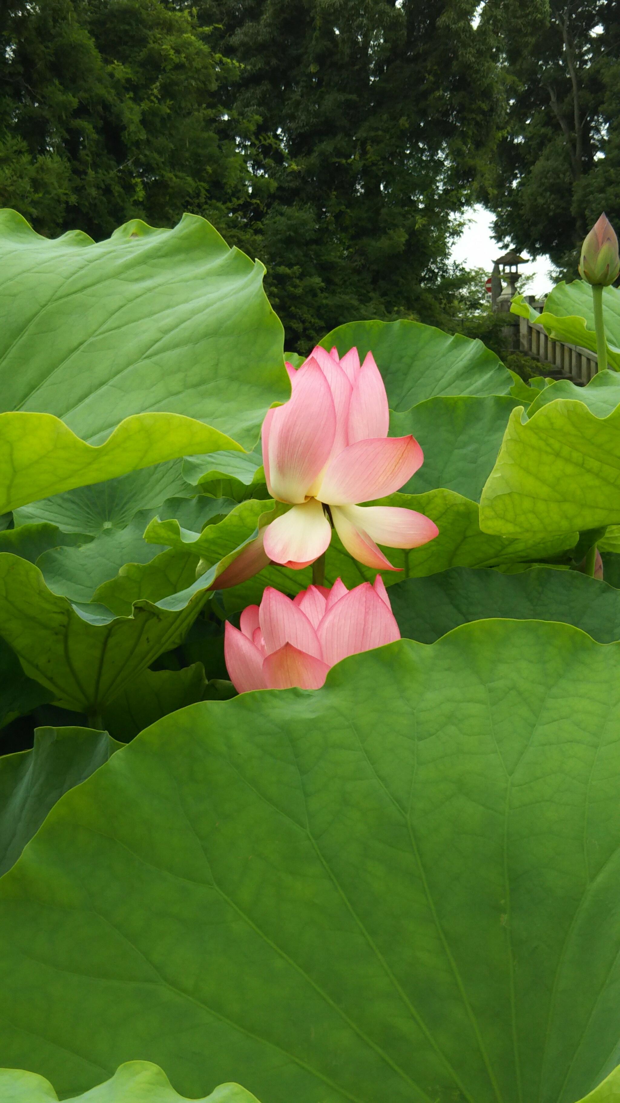 伊賀八幡宮の代表写真5