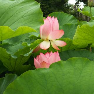 伊賀八幡宮の写真5