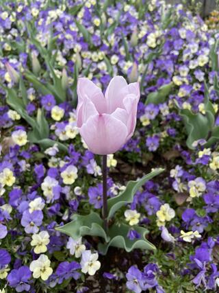 ふなばしアンデルセン公園のクチコミ写真1