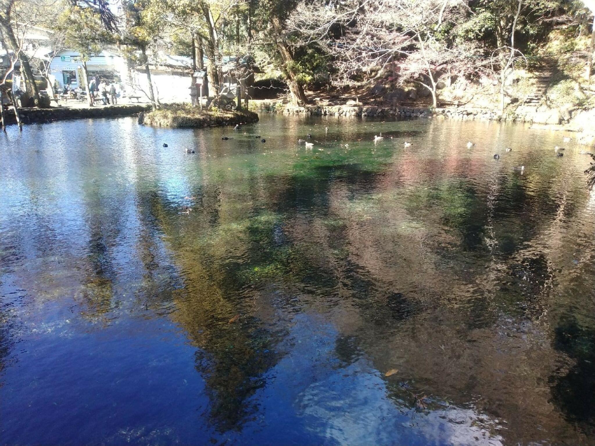 出流原弁天池の代表写真8