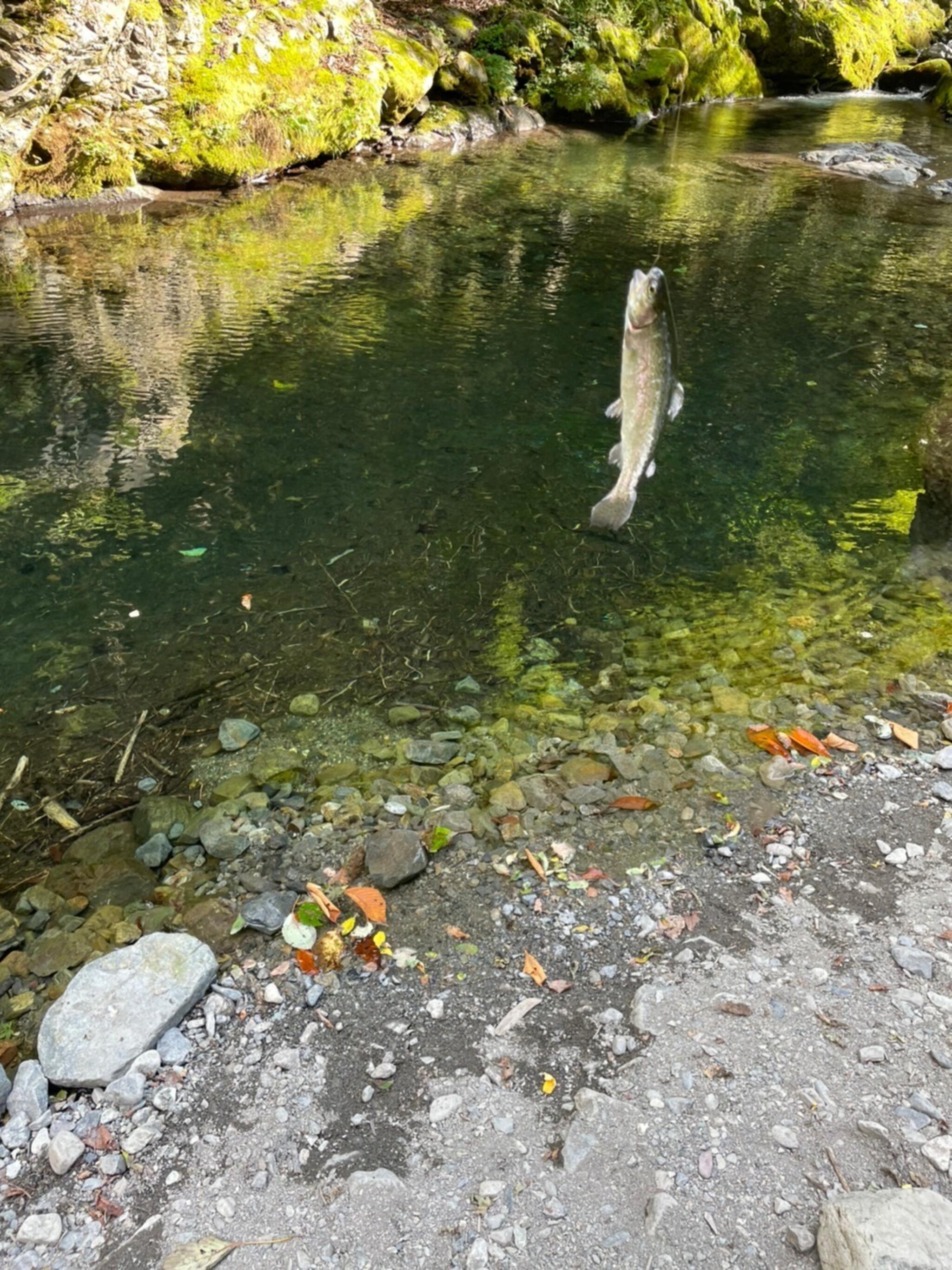 大 血 川 オファー 渓流 観光 釣 場 ペット