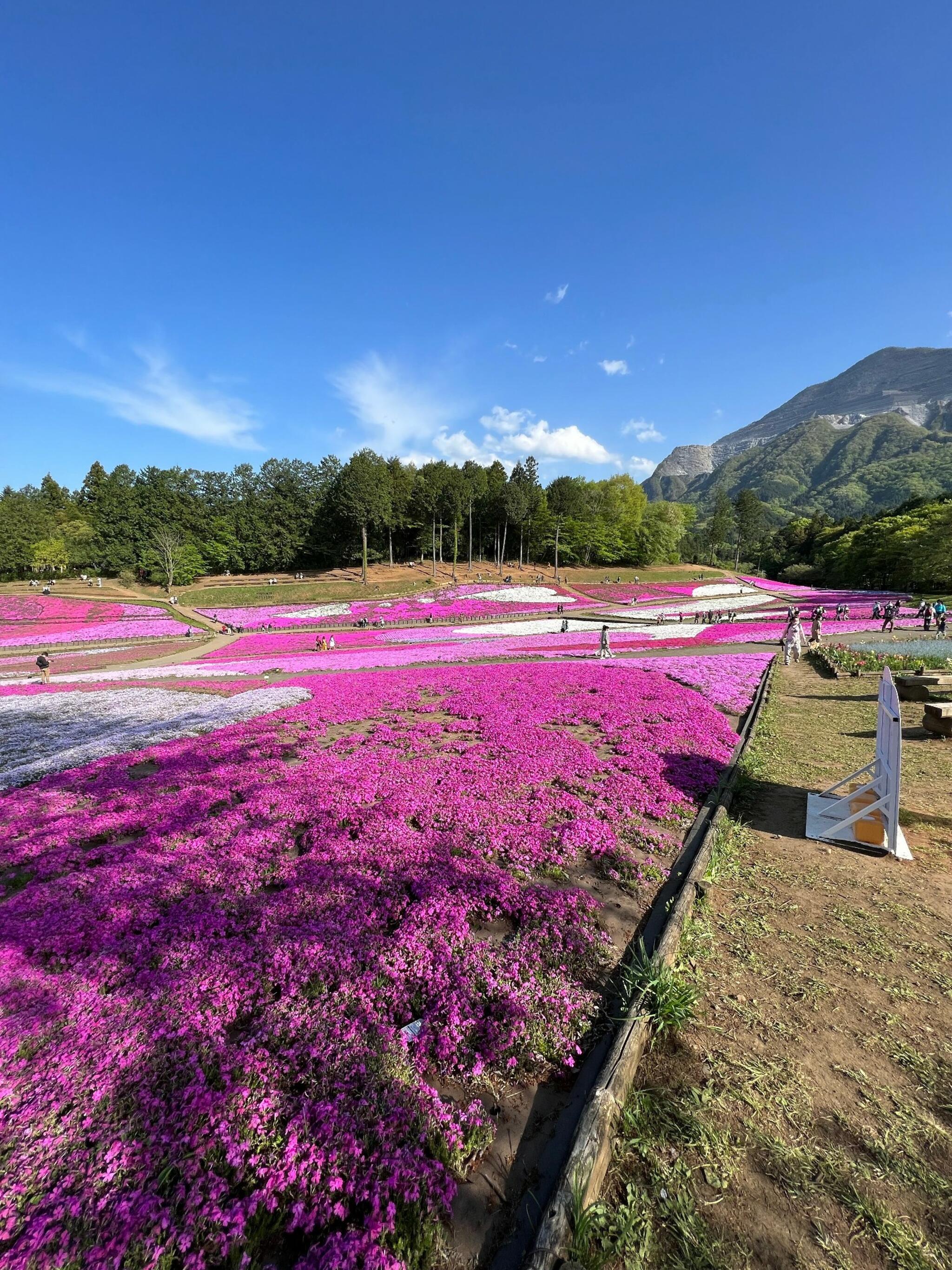 羊山公園の代表写真6