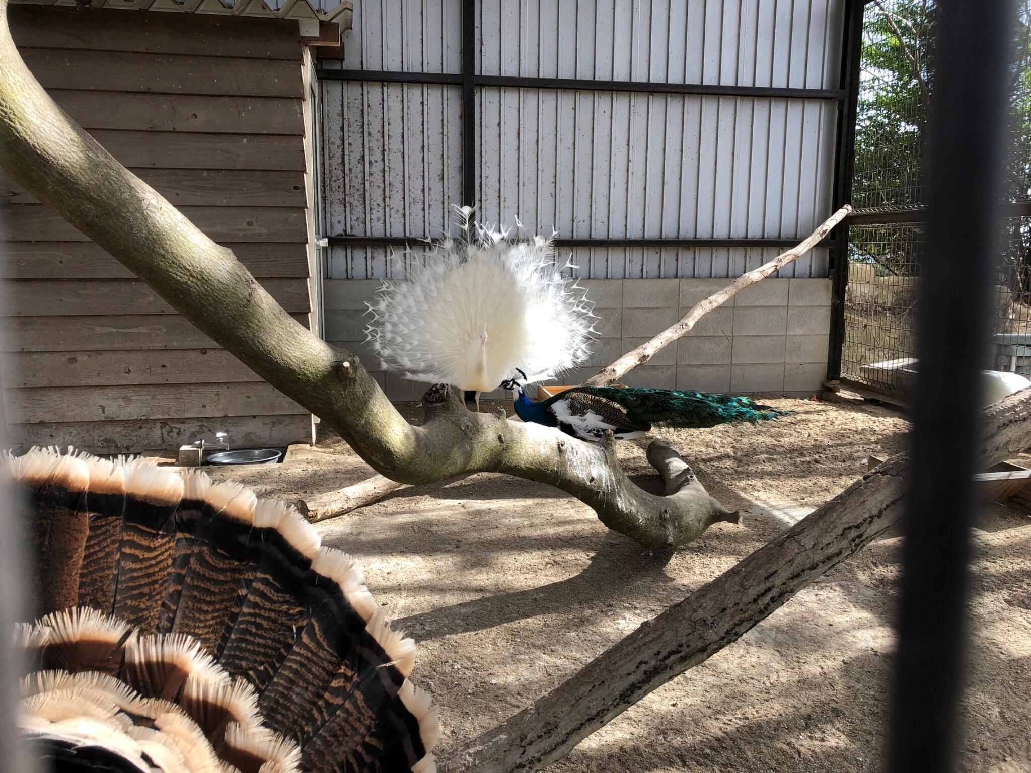 渋川 動物 公園 人気 ベビーカー