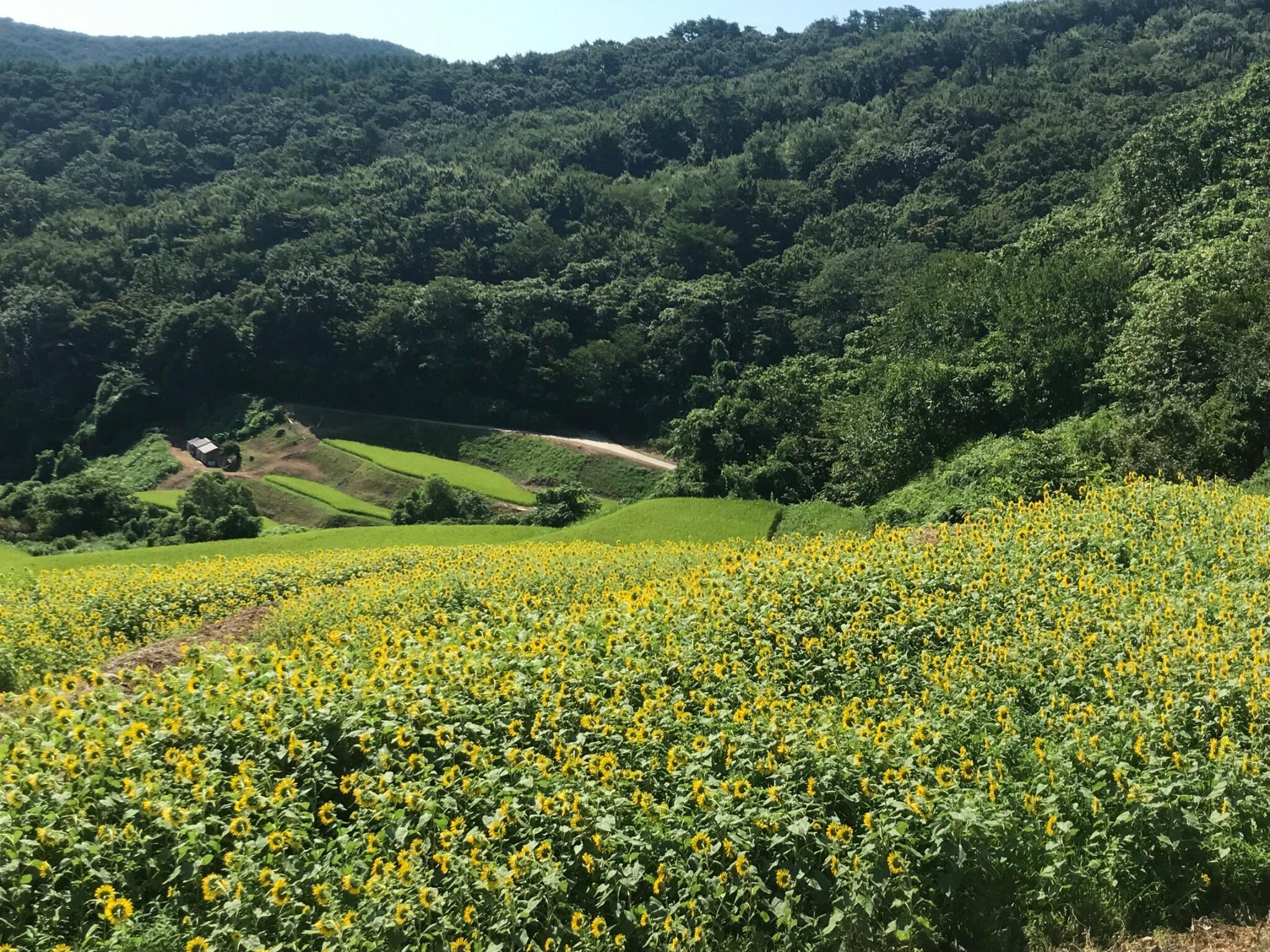 岩首昇竜棚田の代表写真6