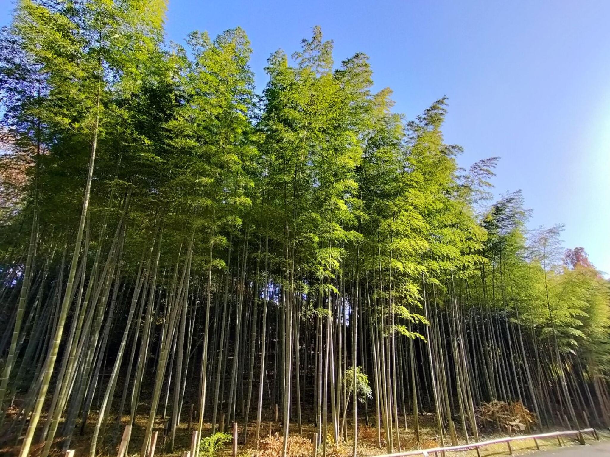 中国産植物園林 - 名古屋市千種区天白町大字植田/植物園 | Yahoo!マップ