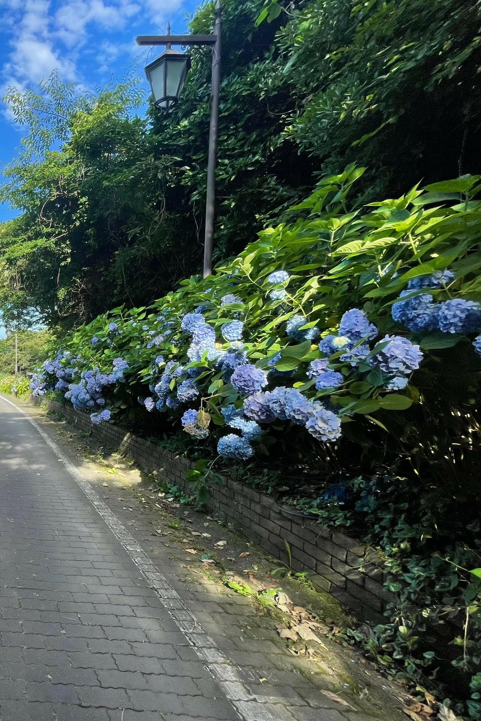 横須賀市 くりはま花の国の代表写真4