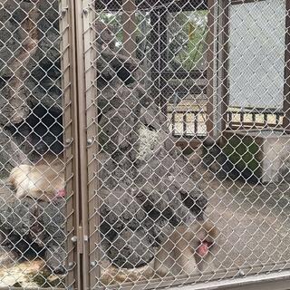 小田原城動物園の写真6