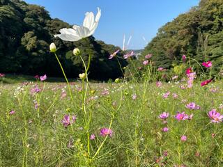 横須賀市 くりはま花の国のクチコミ写真7