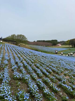 国営海の中道海浜公園のクチコミ写真1