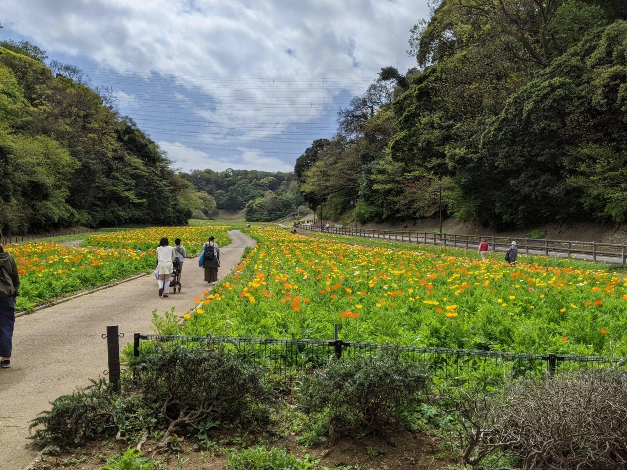 横須賀市 くりはま花の国の代表写真8