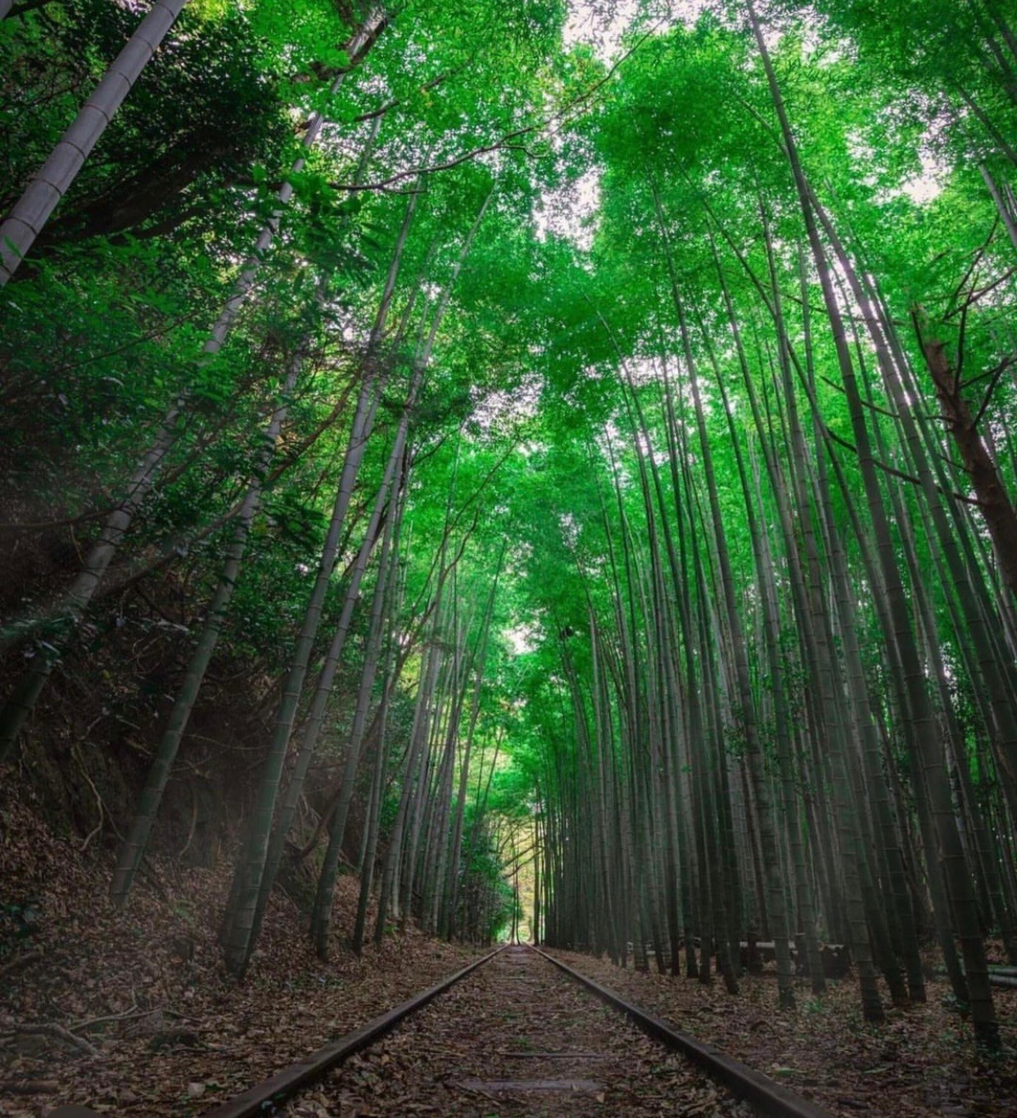 旧国鉄倉吉線廃線跡 - 倉吉市関金町泰久寺/鉄道・駅関連 | Yahoo!マップ