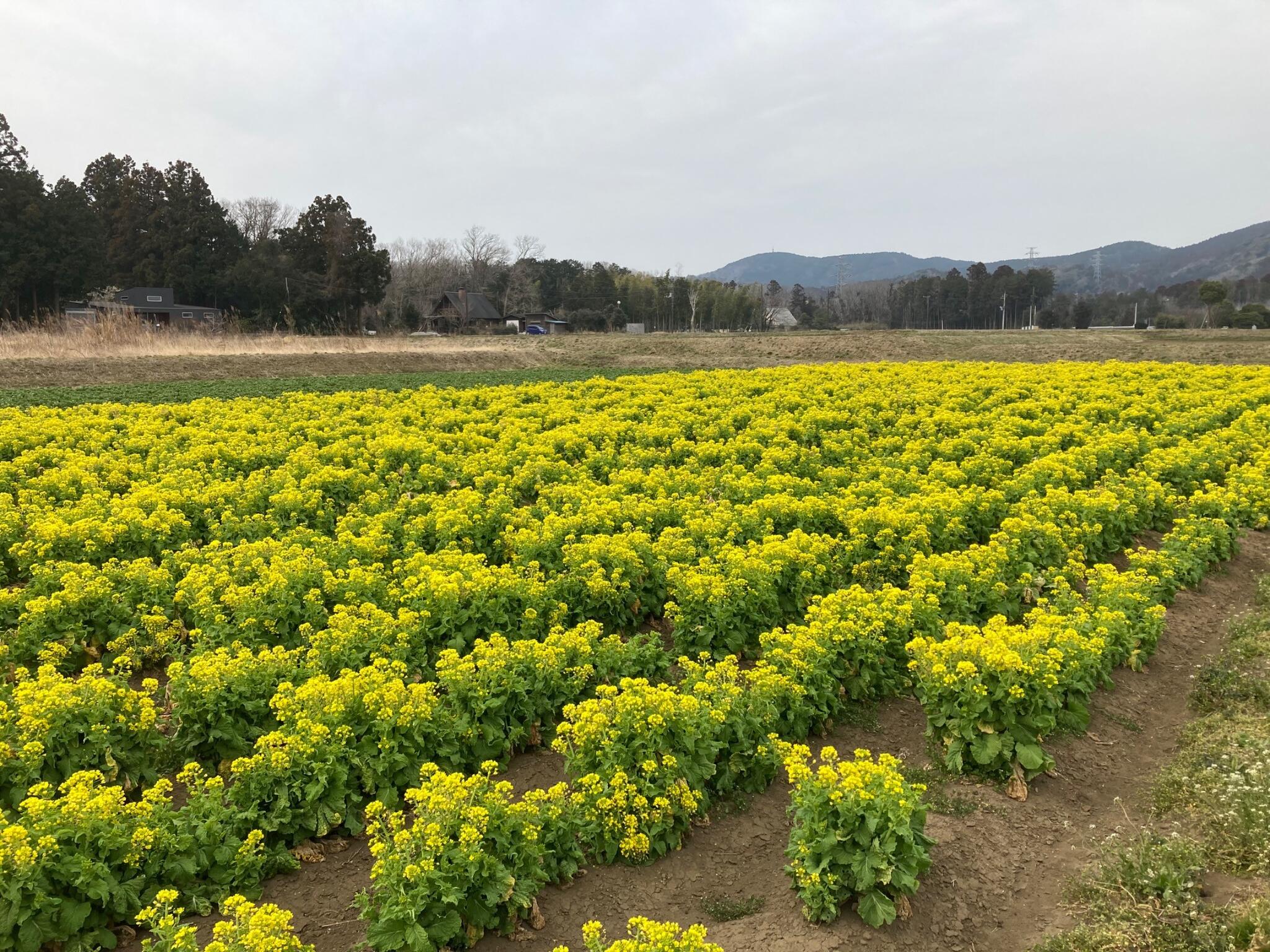 カズサの郷 愛彩畑 - 君津市向郷/農園・農場 | Yahoo!マップ