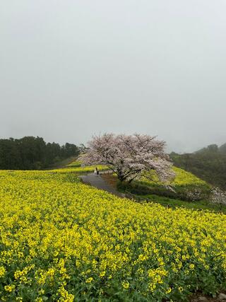 白木峰高原のクチコミ写真4