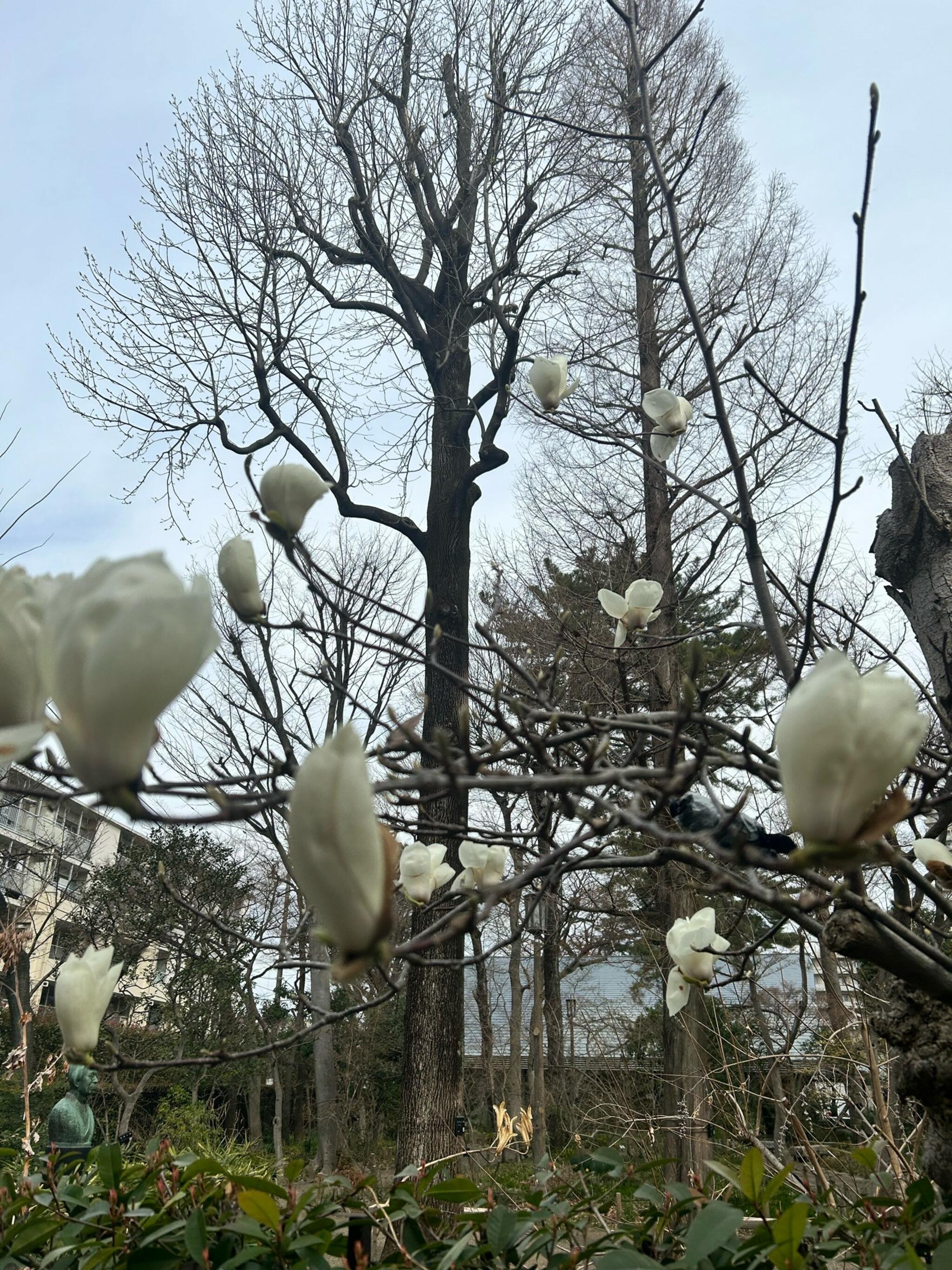 練馬区立牧野記念庭園の代表写真4