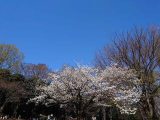 蚕糸の森公園のクチコミ写真2