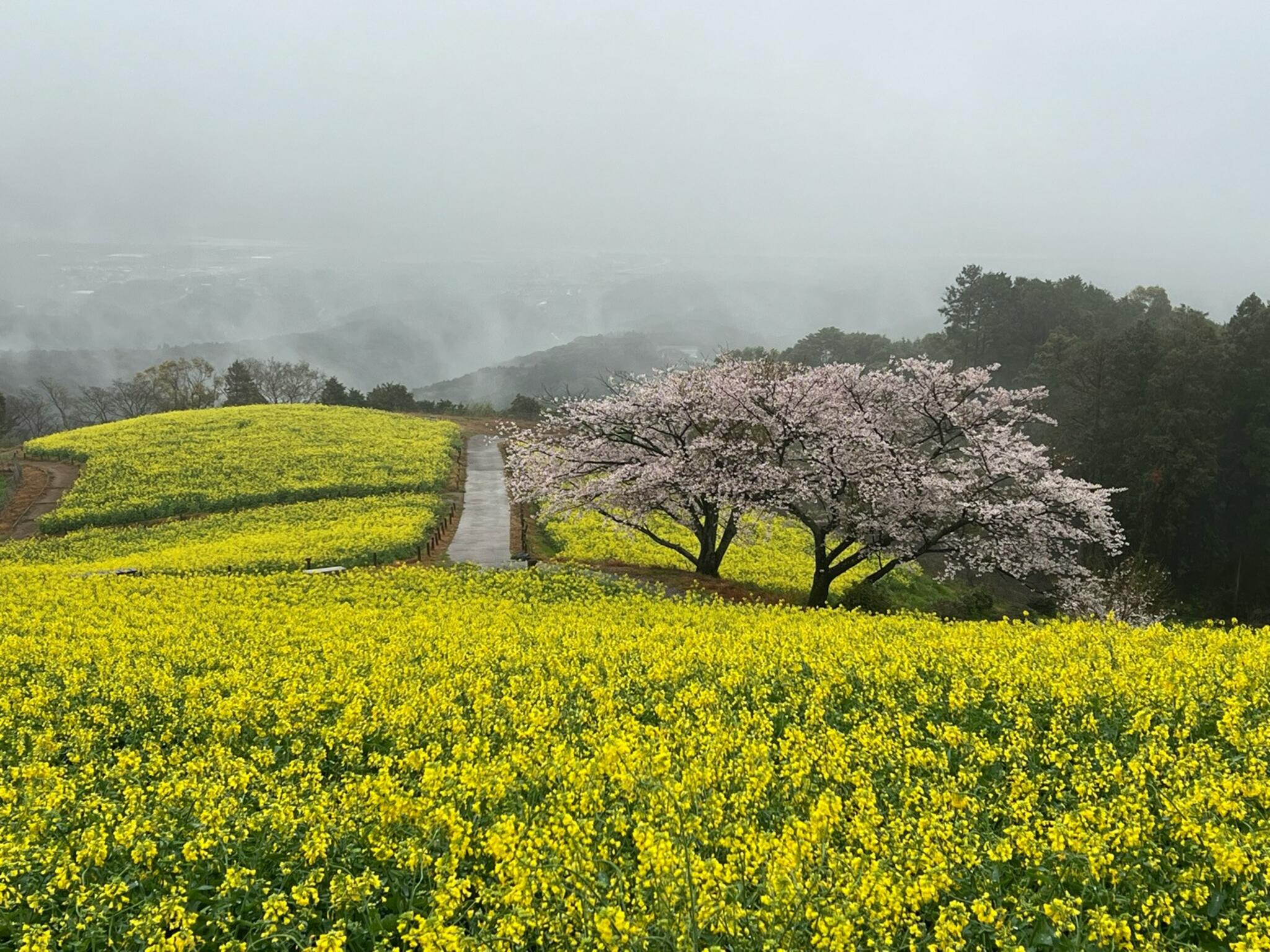 白木峰高原の代表写真5