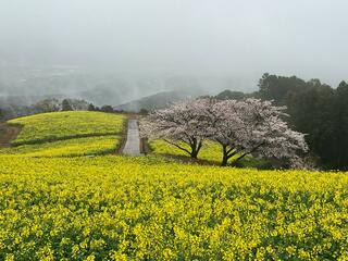 白木峰高原のクチコミ写真3