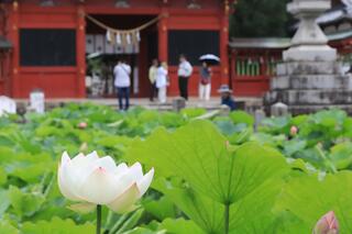 伊賀八幡宮のクチコミ写真2