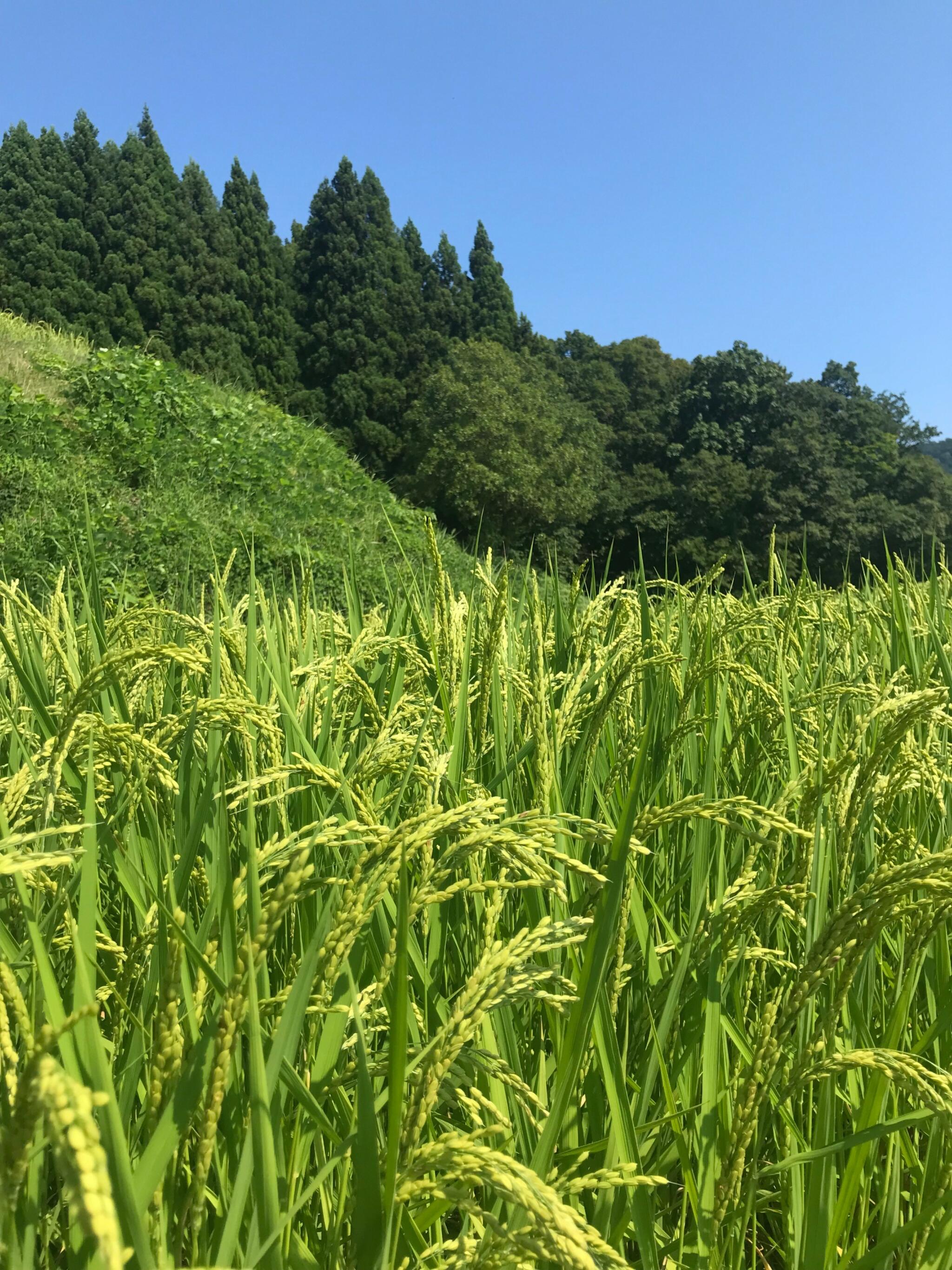 岩首昇竜棚田の代表写真9