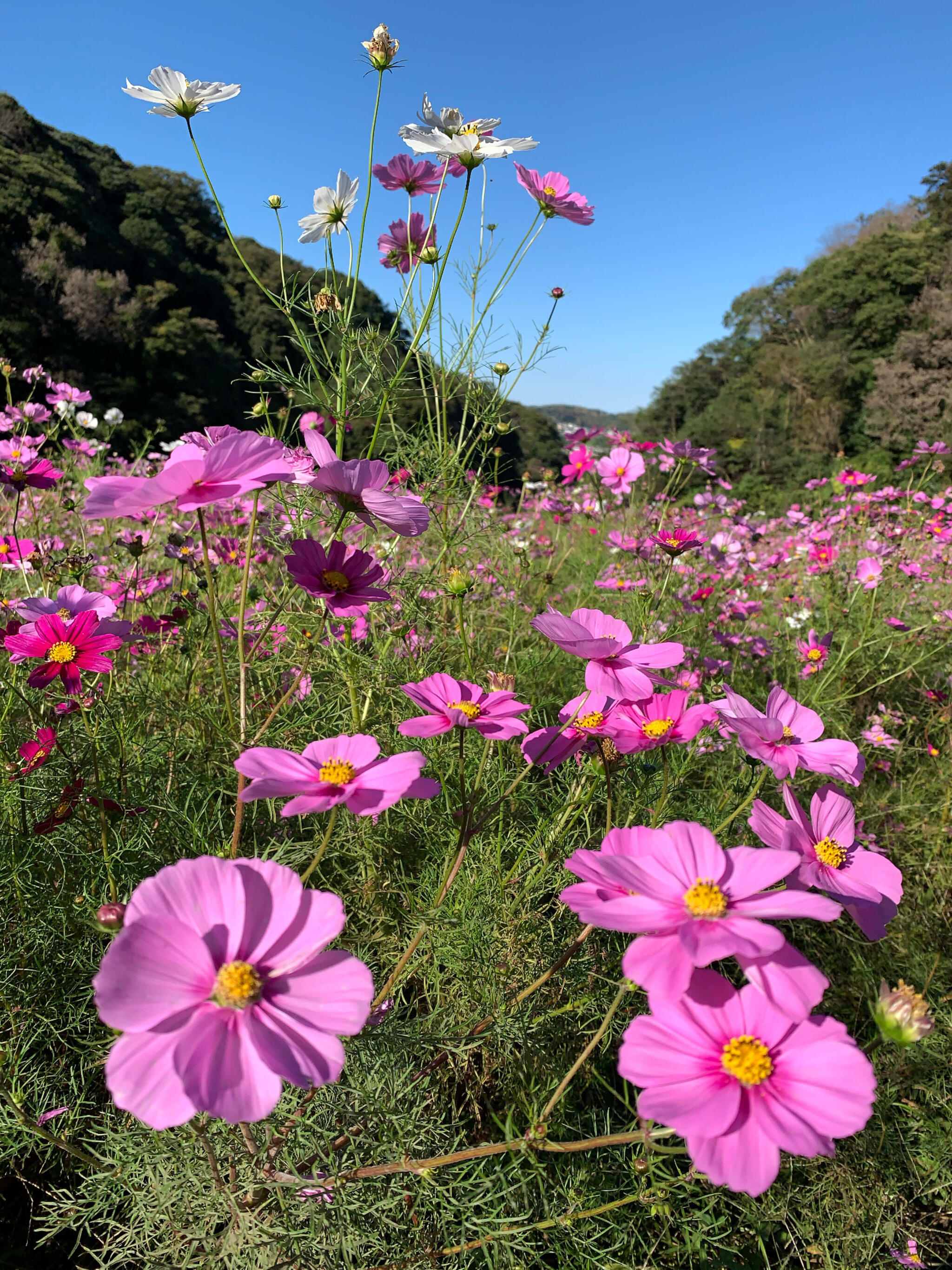 横須賀市 くりはま花の国の代表写真7