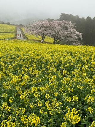 白木峰高原のクチコミ写真5