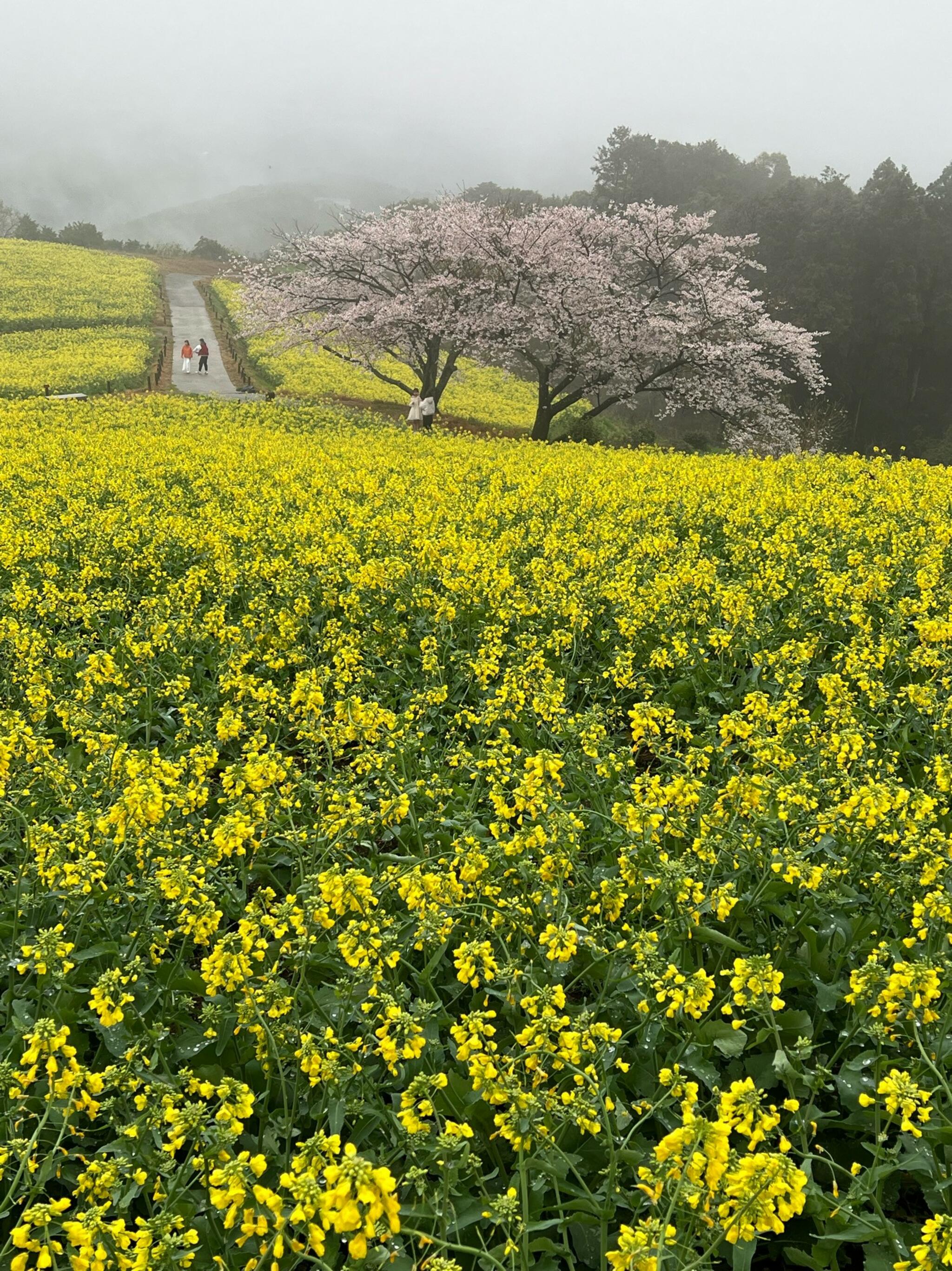 白木峰高原の代表写真10